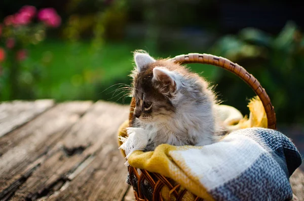 The cat walks in the fresh air — Stock Photo, Image