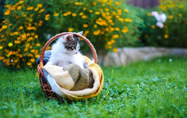 El gato camina al aire libre — Foto de Stock