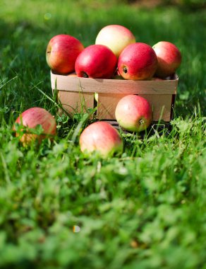 Elma sepeti sınırlı bir arka plan üzerinde 