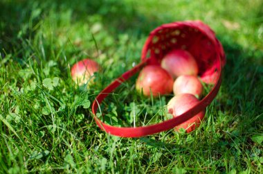 Elma sepeti sınırlı bir arka plan üzerinde 
