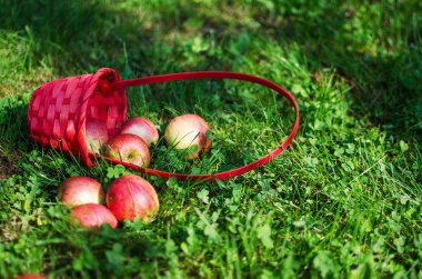 Elma sepeti sınırlı bir arka plan üzerinde 