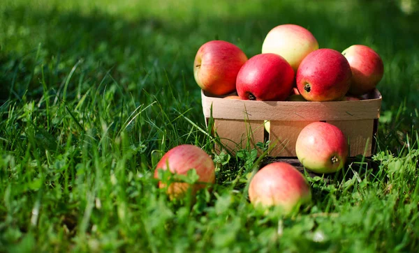 Apples on a limited background in the basket — Stock Photo, Image