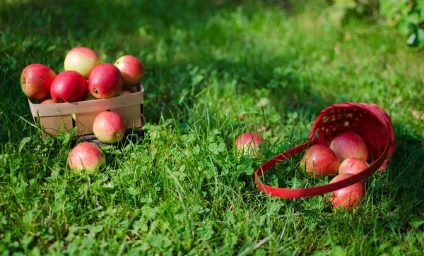 Pommes sur un fond limité dans le panier — Photo