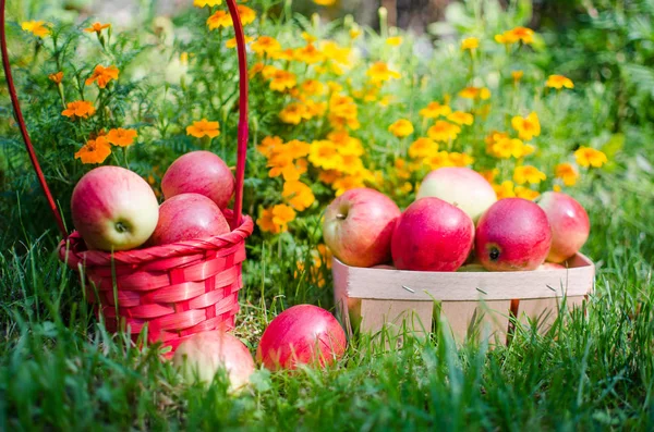 Pommes sur un fond limité dans le panier — Photo