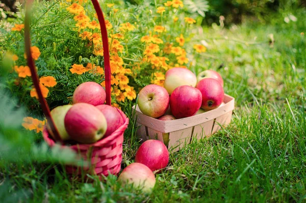Pommes sur un fond limité dans le panier — Photo