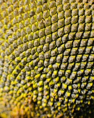 Sarı büyük ayçiçeği sahada büyür 