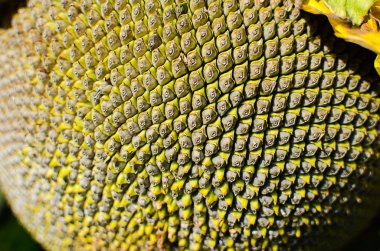 Sarı büyük ayçiçeği sahada büyür 