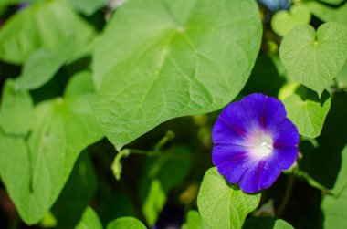 büyük çiçek ve nar mor renk 