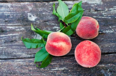 Bir şeftali ulaştı büyük meyve bir şube büyüyor