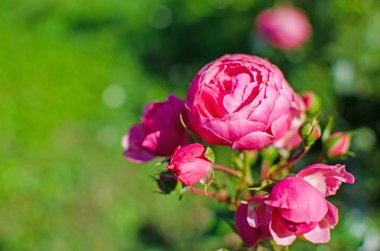 Çiçek kokulu pembe Gül