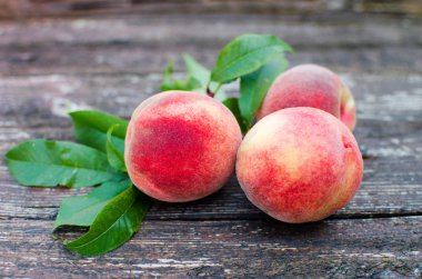 Bir şeftali ulaştı büyük meyve bir şube büyüyor