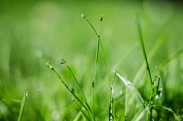 Små droppar av dagg på färskt grönt gräs på morgonen — Stockfoto