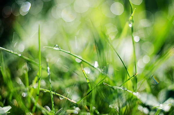 Pequeñas gotas de rocío en la hierba verde fresca en la mañana — Foto de Stock