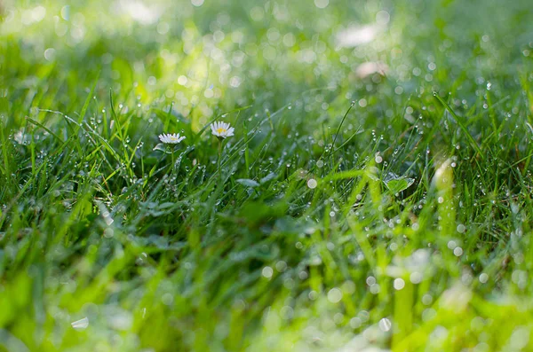 Pequenas gotas de orvalho na grama verde fresca pela manhã — Fotografia de Stock