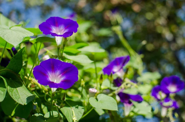 Gran flor y granada color púrpura — Foto de Stock