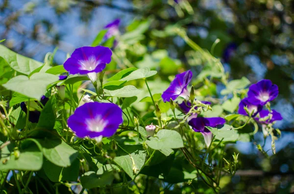Gran flor y granada color púrpura — Foto de Stock