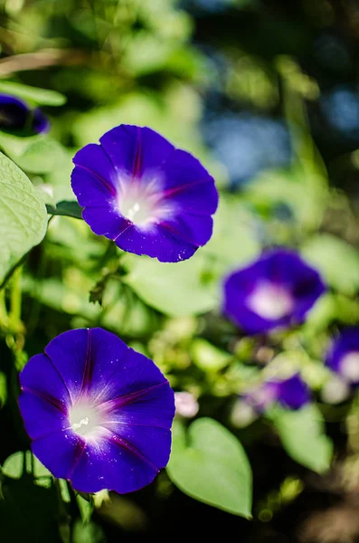 Gran flor y granada color púrpura — Foto de Stock