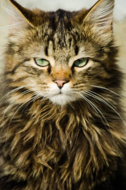 Kedi temiz havada yürür 