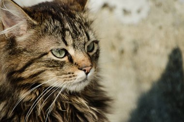 Kedi temiz havada yürür 