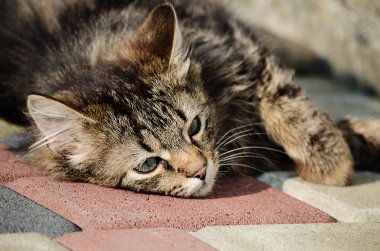 Kedi temiz havada yürür 