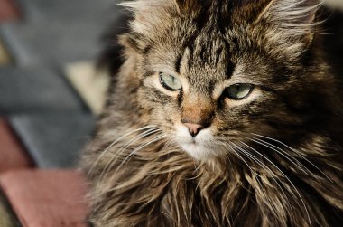 Kedi temiz havada yürür 