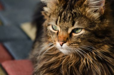 Kedi temiz havada yürür 