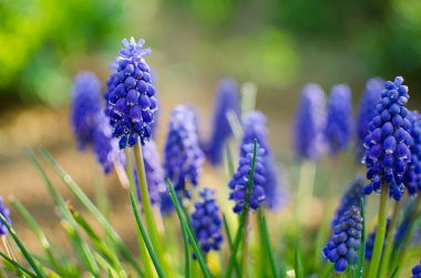 Bahar muskari küçük mavi çiçekler açar 