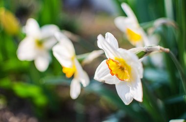 Büyüyen çiçekler ve koku nergis bahar 