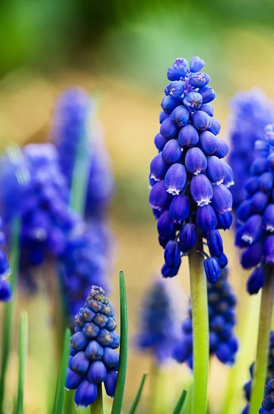 Små blå blommor blommar på våren muskari — Stockfoto