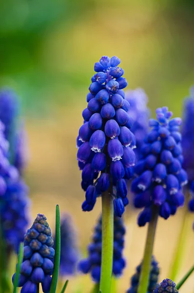 Florecen pequeñas flores azules en primavera muskari —  Fotos de Stock