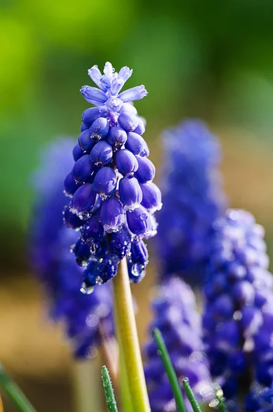 Malé modré květy kvetou v jarní muskari — Stock fotografie