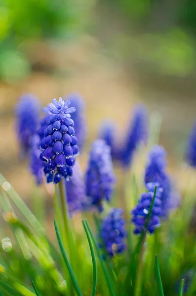 Små blå blommor blommar på våren muskari — Stockfoto