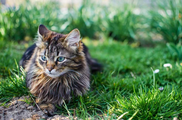 O gato caminha ao ar livre — Fotografia de Stock