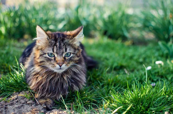 O gato caminha ao ar livre — Fotografia de Stock