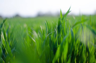 Yeşil çim timothy-çim beyaz bir arka plan üzerinde 