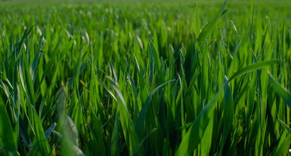 Herbe verte timothy-grass sur fond blanc — Photo