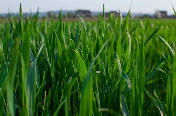 白地に緑の草ティモシー草 — ストック写真