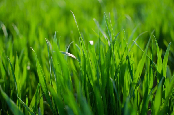 白地に緑の草ティモシー草 — ストック写真