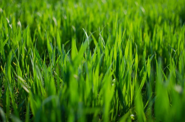 緑の草茎は屋外栽培 — ストック写真