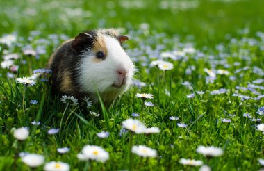 Kobay temiz havada yürür ve yemek yer. 