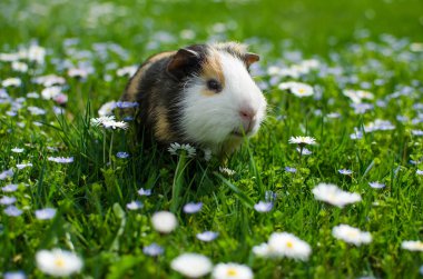 Kobay temiz havada yürür ve yemek yer. 