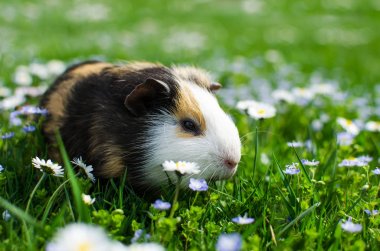 Kobay temiz havada yürür ve yemek yer. 