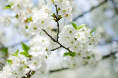 Pembe narin ve güzel kokulu elma çiçeği bahar 