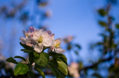 Pembe narin ve güzel kokulu elma çiçeği bahar 