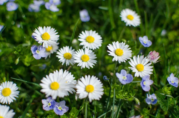 Soft white daisies bloom in summer — Stock Photo, Image