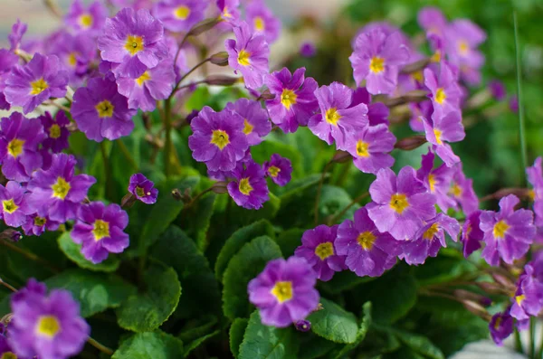 Primrose small spring flowers are growing — Stock Photo, Image