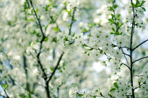 Wiosna śliwka oddział kwitnące białe kwiaty na zewnątrz na backgrou — Zdjęcie stockowe
