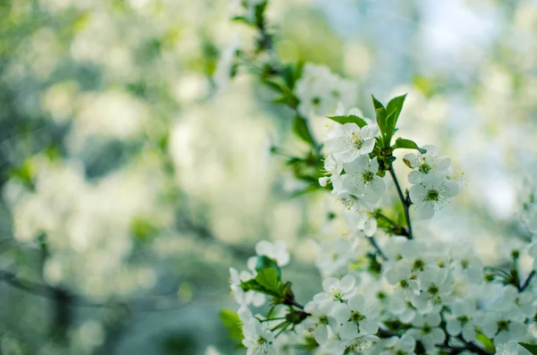 Wiosna śliwka oddział kwitnące białe kwiaty na zewnątrz na backgrou — Zdjęcie stockowe