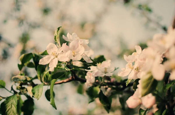 Pembe narin ve güzel kokulu elma çiçeği bahar — Stok fotoğraf