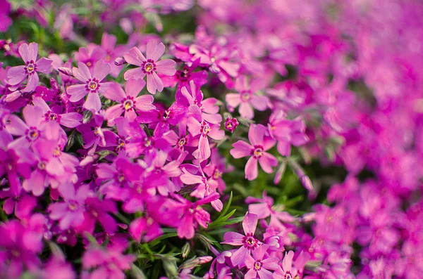Küçük çiçek açan phlox ile pembe çiçekler 